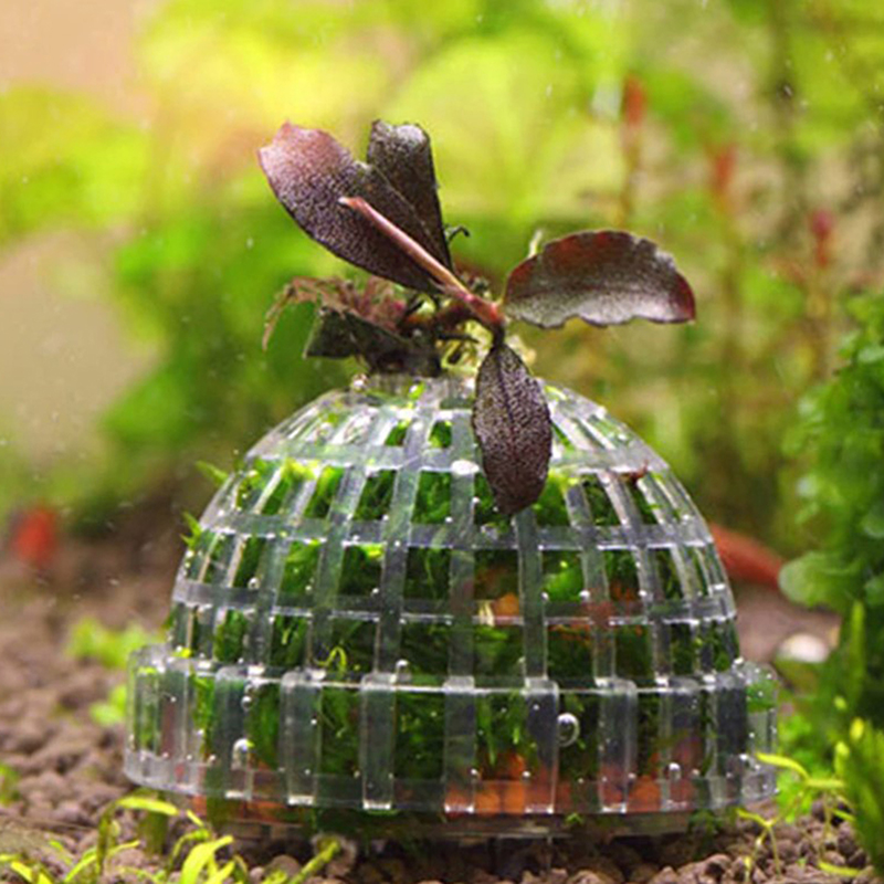 Planted Aquarium Moss - 1Pc Accessori per Animali Acquatici Decorazioni