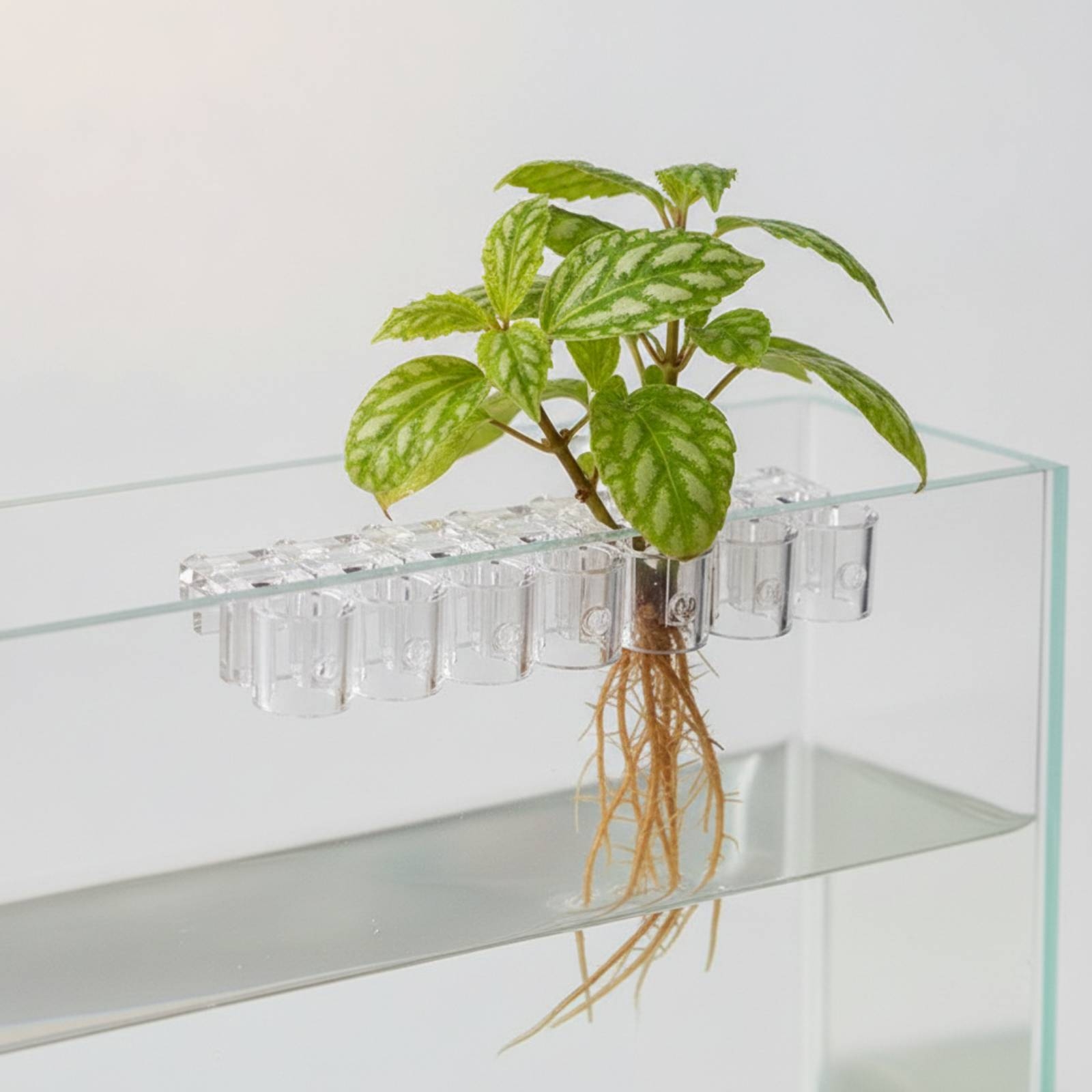 Set di 6 Supporti per Piante A - Aquarium Planted recensione e prezzo