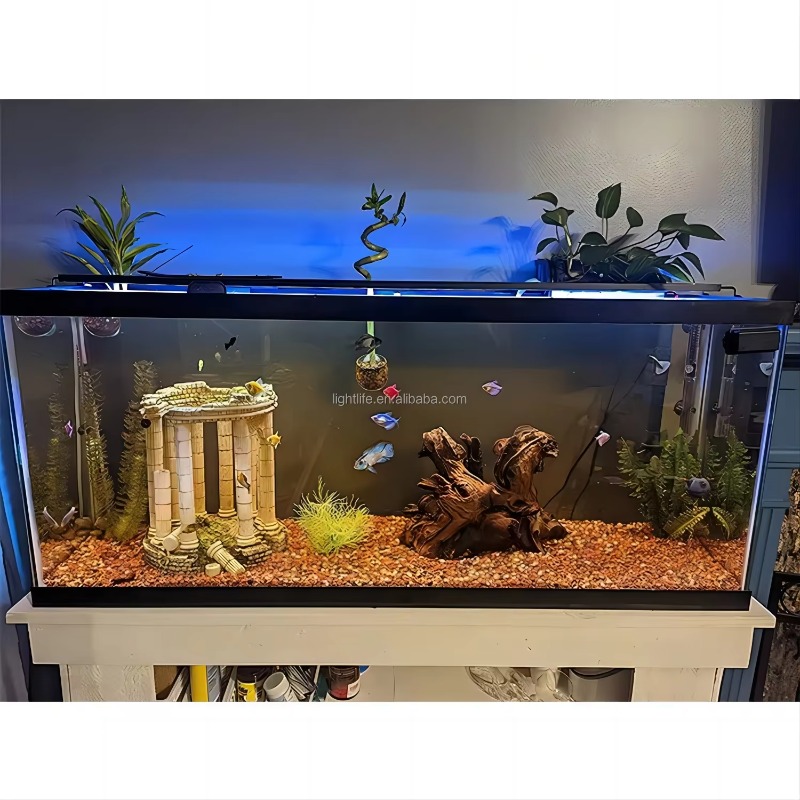 Luce LED per Acquario a Ciclo  - Planted Aquarium Cycling recensione e prezzo