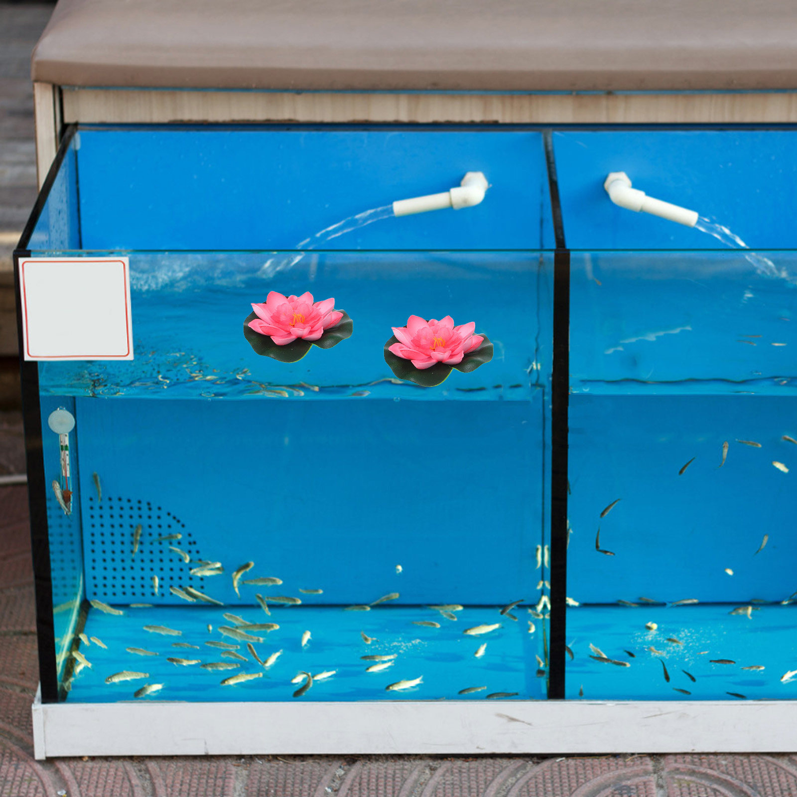 12 Pezzi di Fiori di Loto Arti - Aquarium Planted recensione e prezzo