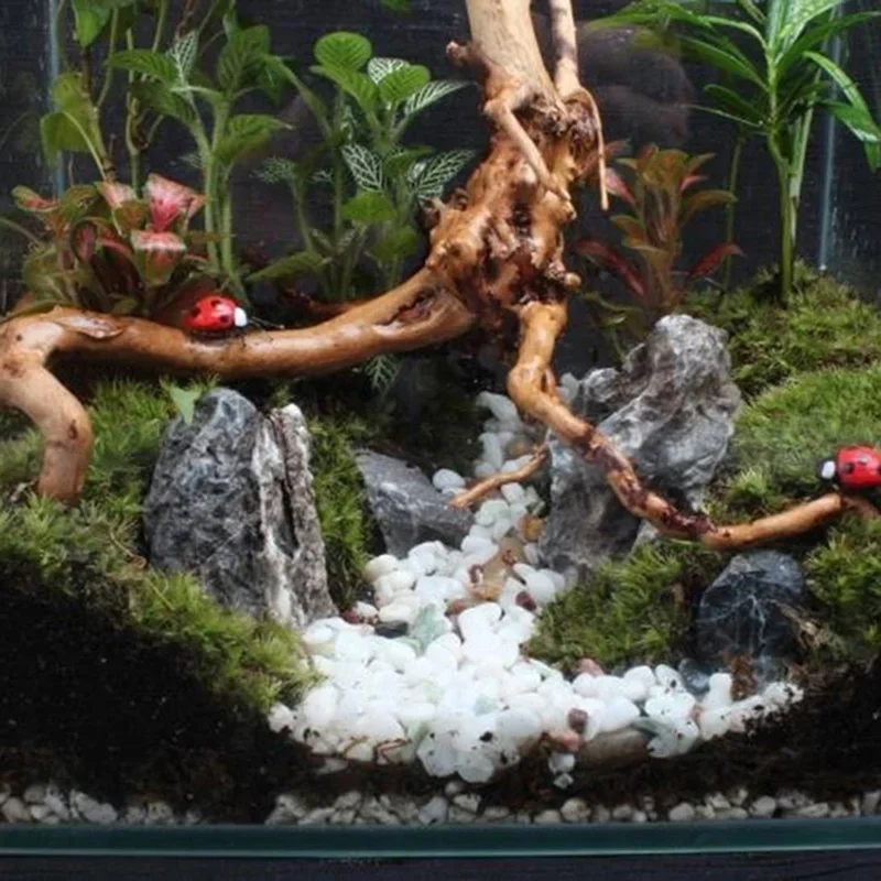 Tronco d'albero naturale Drift - Planted Aquarium Media recensione e prezzo