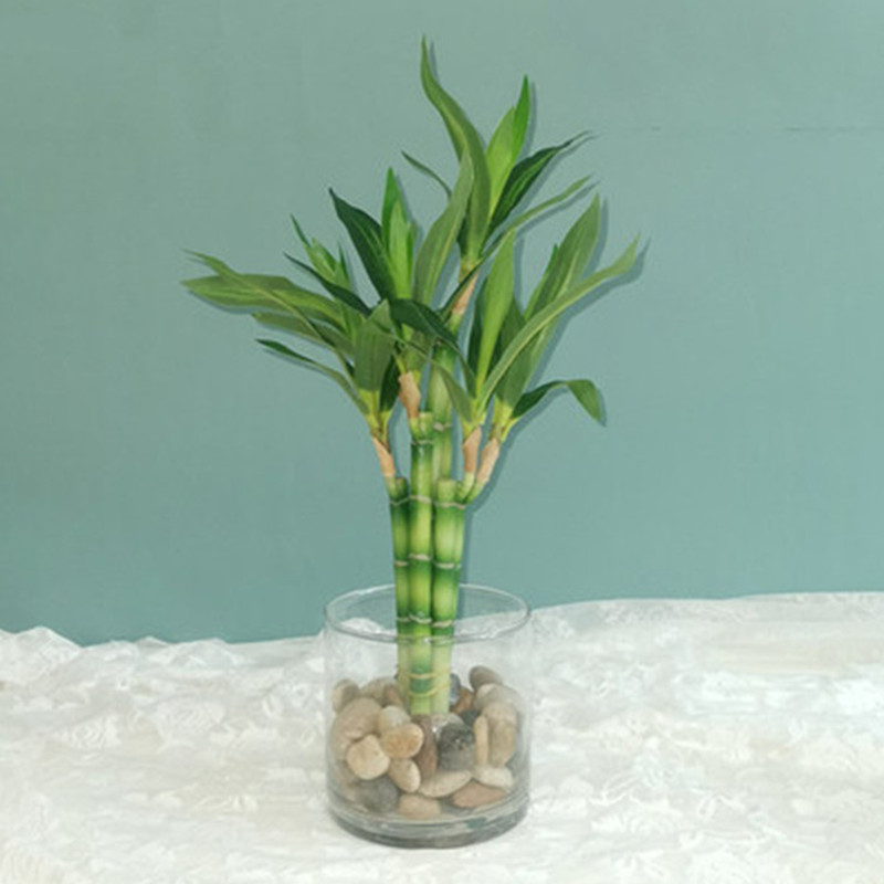 Nuova Pianta Artificiale di Ba - Aquarium Plant In Pot recensione e prezzo