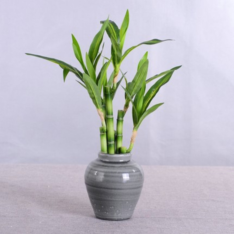 Nuova Pianta Artificiale di Ba - Aquarium Plant In Pot recensione e prezzo