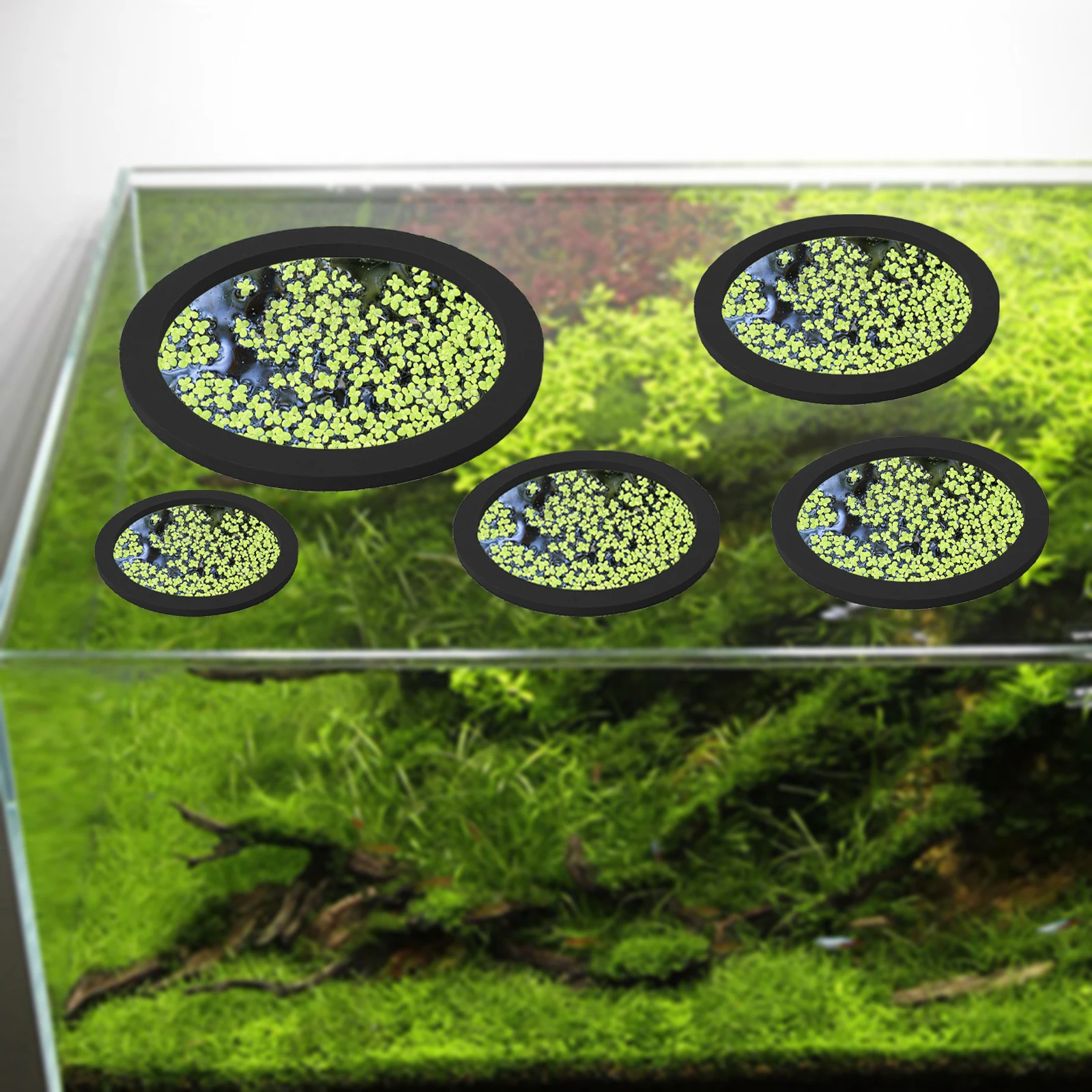5 pz EVA Anello di Alimentazio - Aquarium Planted recensione e prezzo
