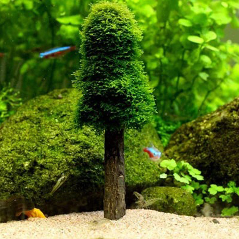 Acquario Serbatoio Paesaggio D - Planted Aquarium Moss recensione e prezzo