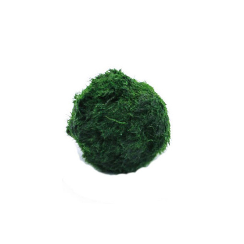 Marimo Moss Balls Live Aquariu - Planted Aquarium Moss recensione e prezzo