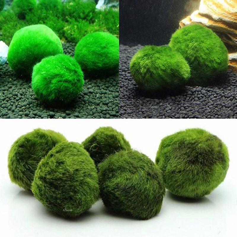 Marimo Moss Balls Live Aquariu - Planted Aquarium Moss recensione e prezzo