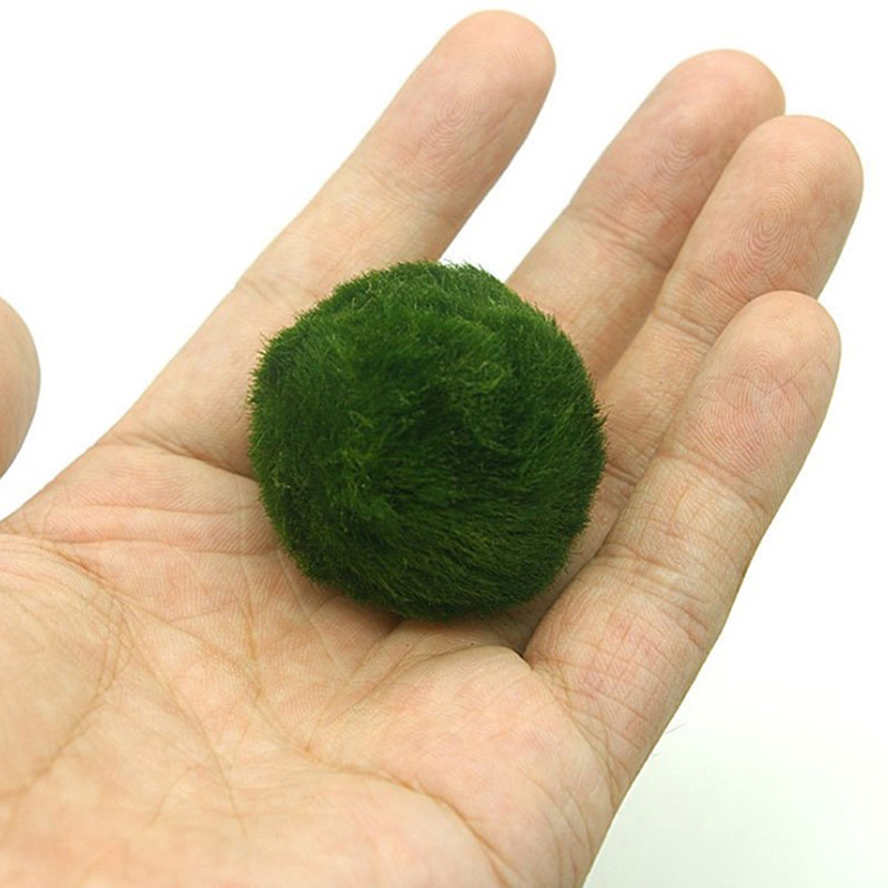 Marimo Moss Balls Live Aquariu - Planted Aquarium Moss recensione e prezzo