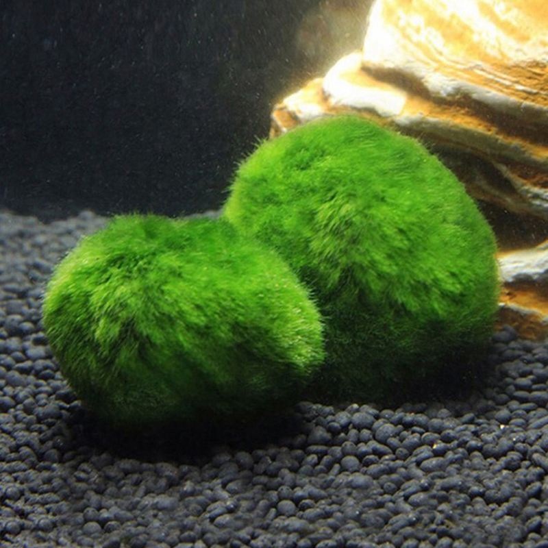 Marimo Moss Balls Live Aquariu - Planted Aquarium Moss recensione e prezzo