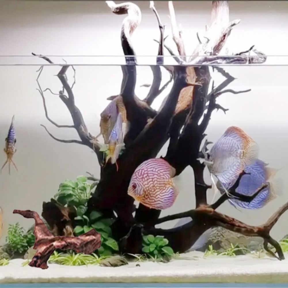 Radici di Pino Naturale a Form - Planted Aquarium Media recensione e prezzo
