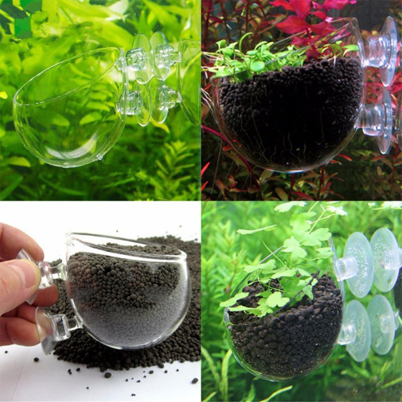 Acquario appeso vaso per piant - Planted Aquarium Moss recensione e prezzo