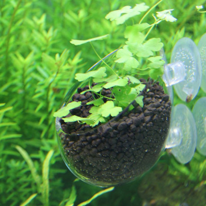 Acquario appeso vaso per piant - Planted Aquarium Moss recensione e prezzo