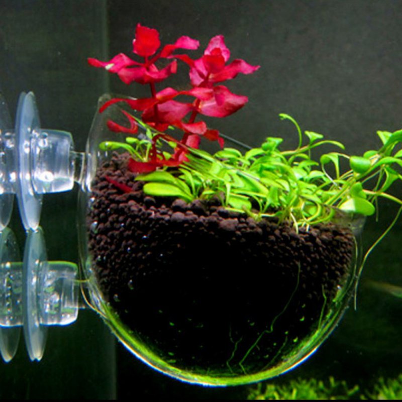 Acquario appeso vaso per piant - Planted Aquarium Moss recensione e prezzo